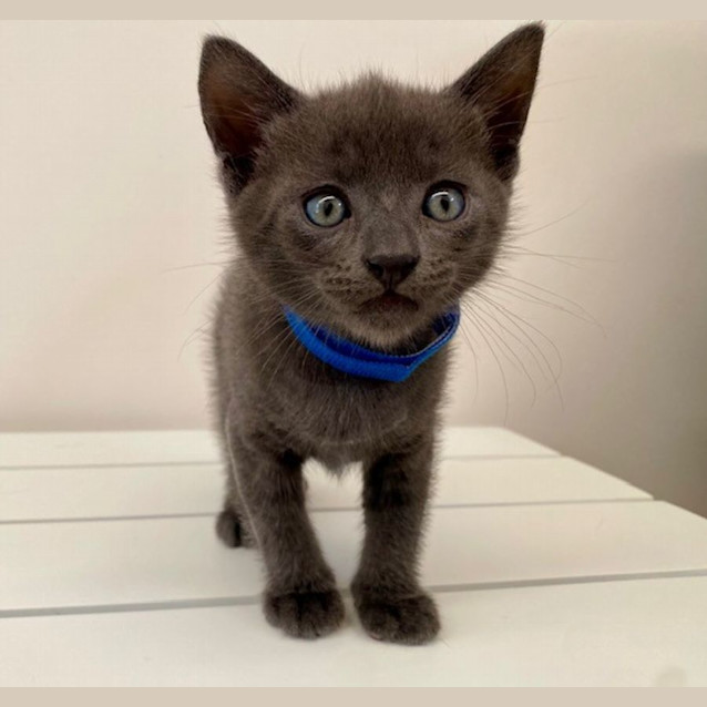 Photo of C1251 Dylan