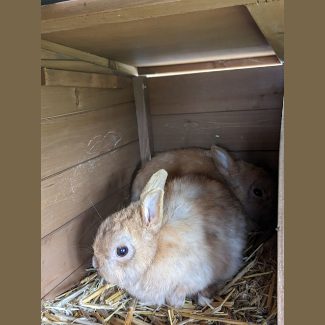 Photo of 🐰 Thumper Stk143 🐰