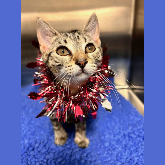 Photo of Shaggy & Velma