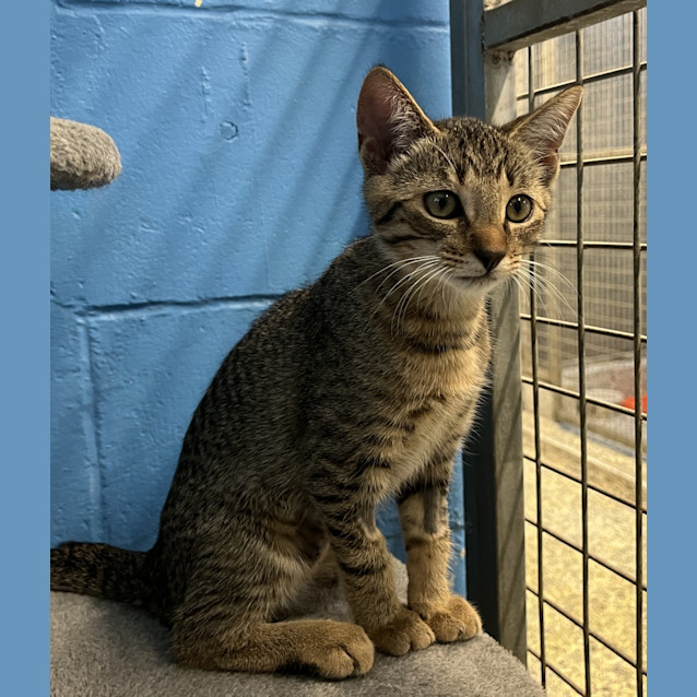 Photo of Calypso