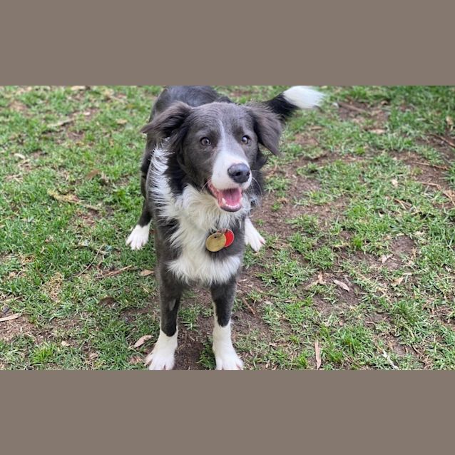 Photo of Lady