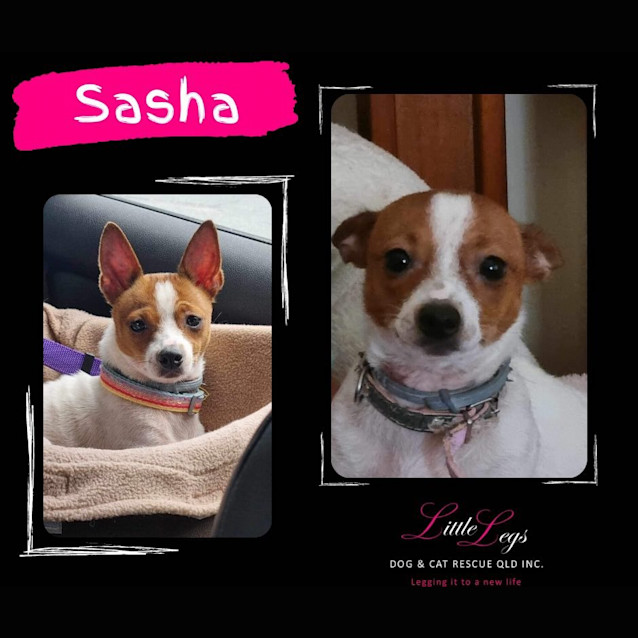 Photo of Sasha / Meena