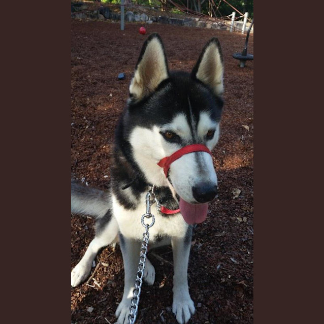 Photo of Rukus
