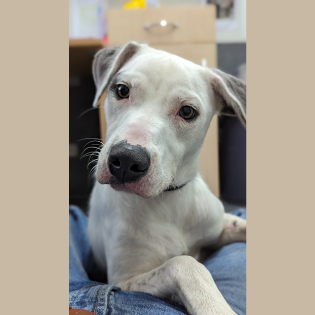 Photo of Opie