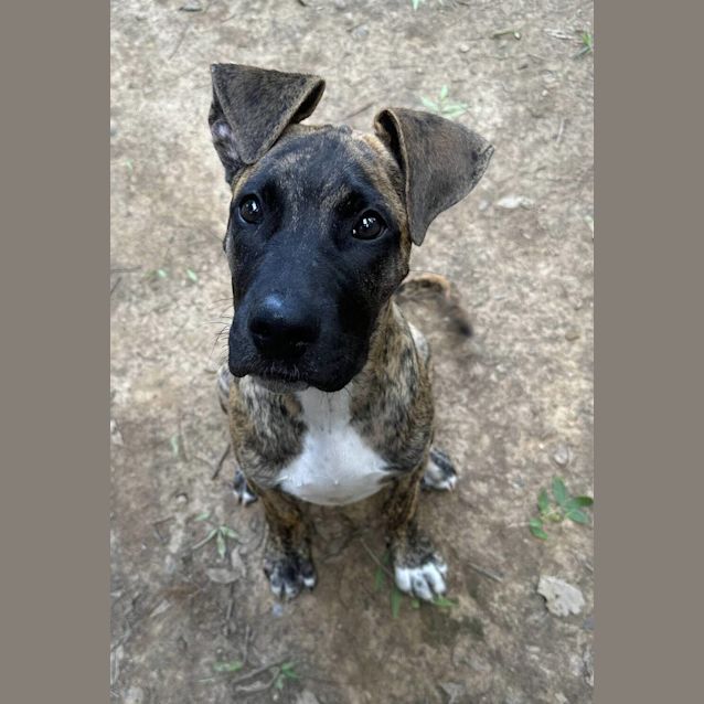 Photo of Hank