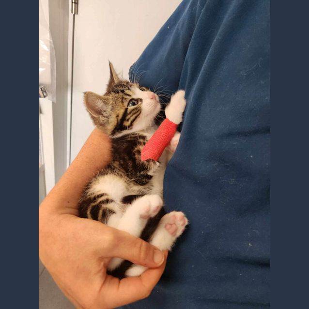 Photo of Percy   Located In Templestowe