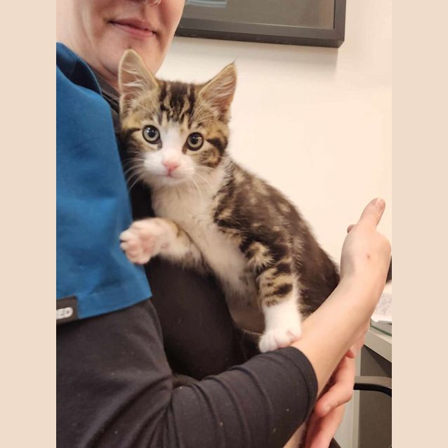 Photo of Percy   Located In Templestowe