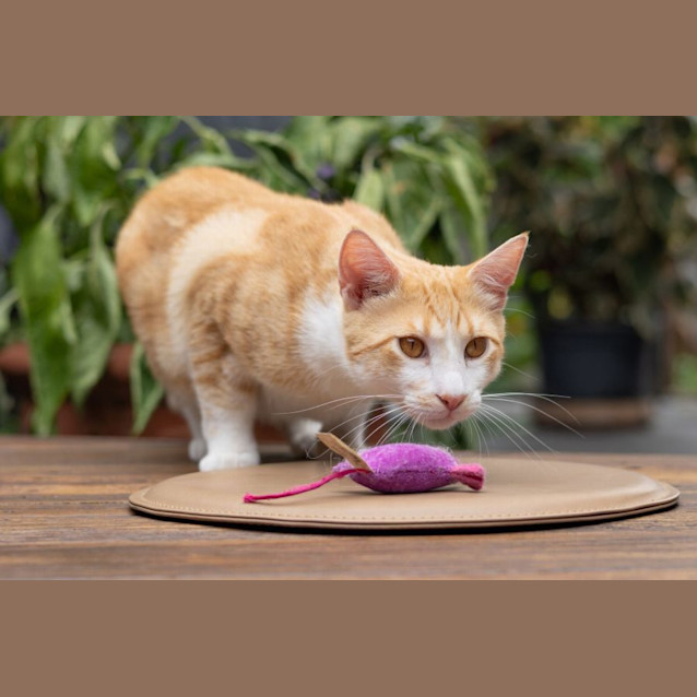 Photo of Rapha & Kheis