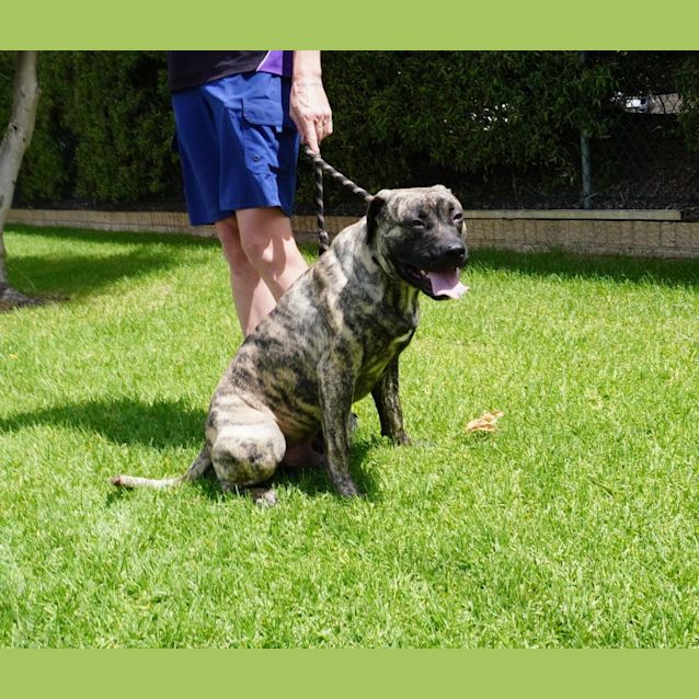 Photo of Butch