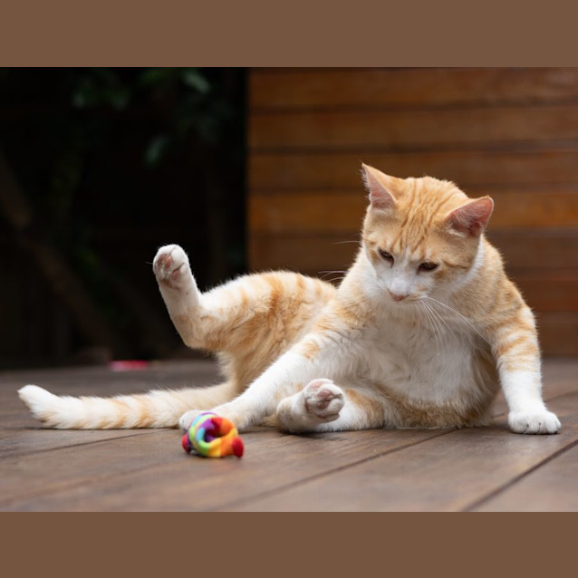 Photo of Rapha & Kheis