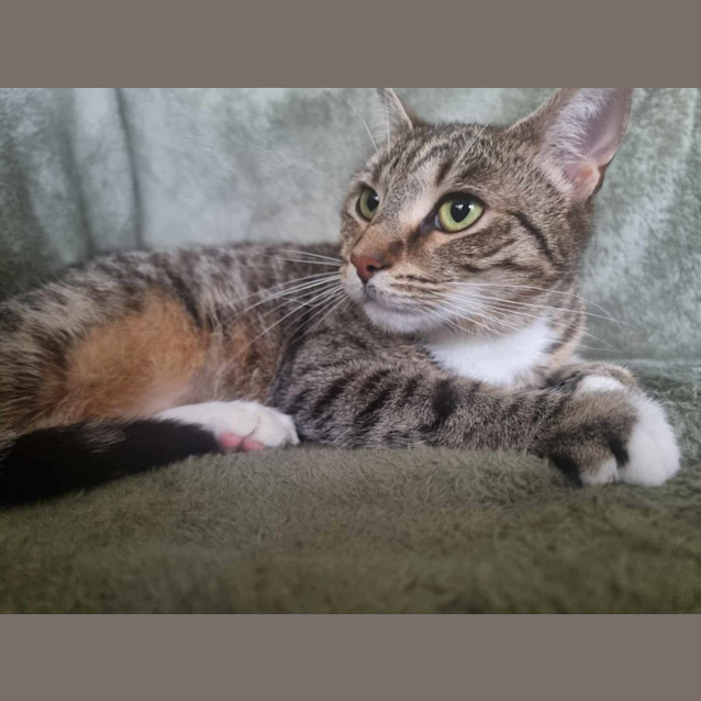 Photo of Tabitha *9 Lives Project Rescue*