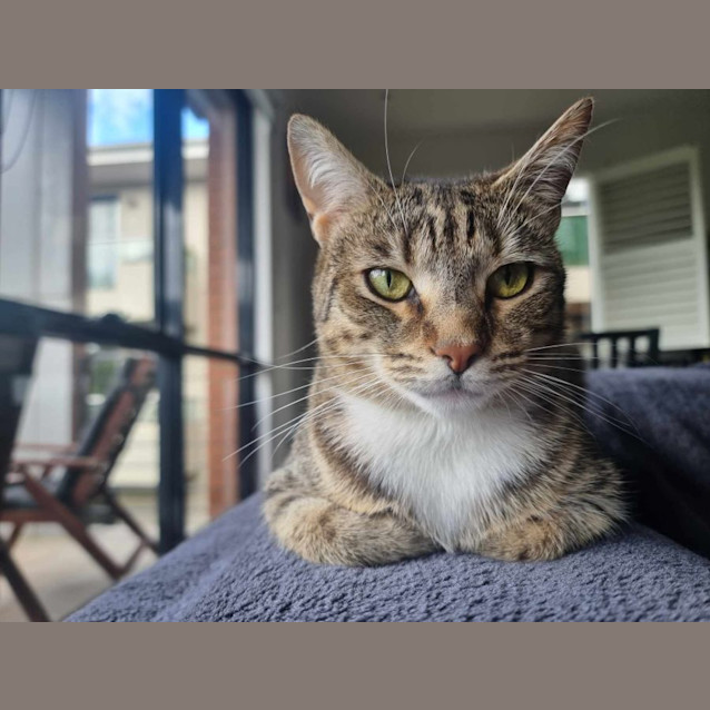 Photo of Tabitha *9 Lives Project Rescue*