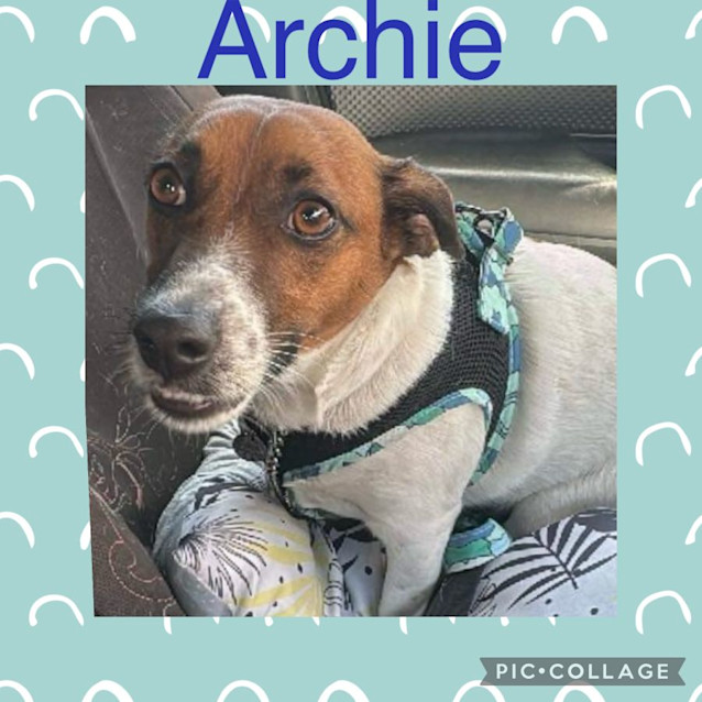 Photo of Archie