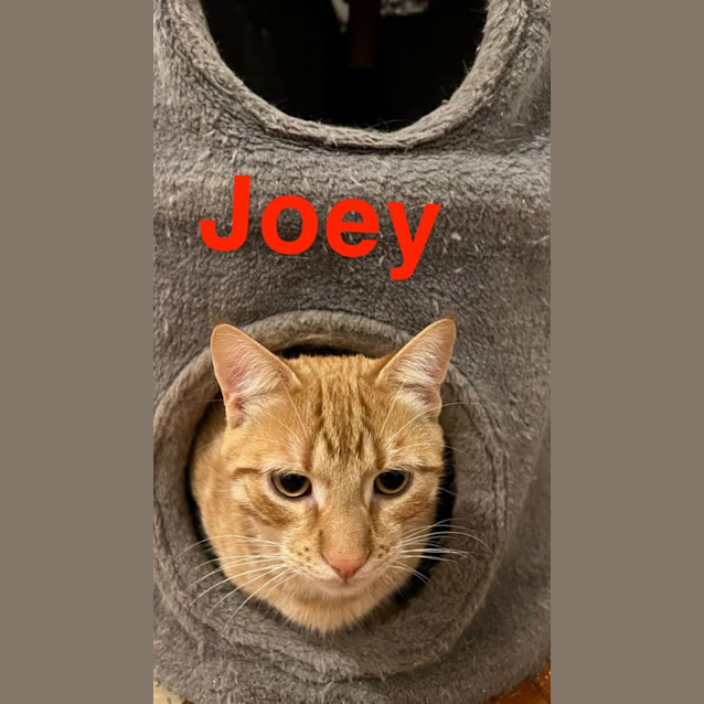 Photo of Joey