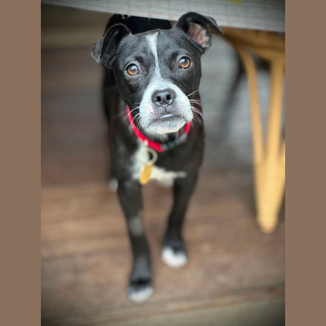 Photo of Perdita