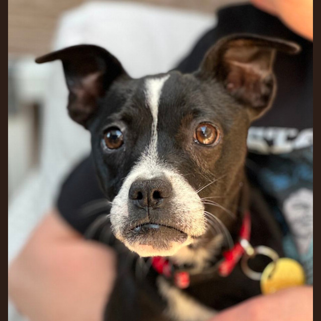 Photo of Perdita