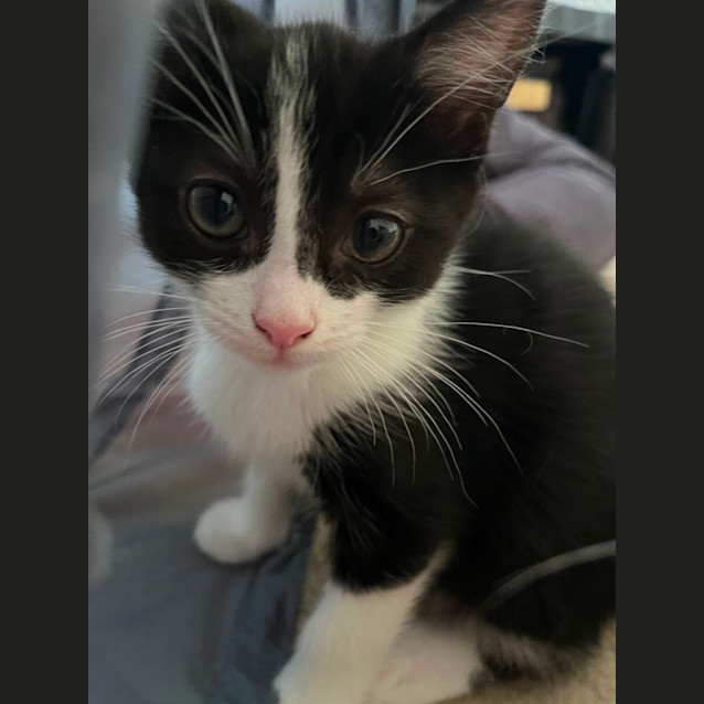 Photo of Batman Meet Me At Chelsea Petstock Store 