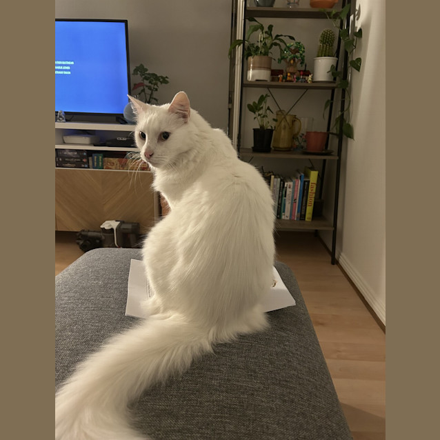 Photo of Falkor