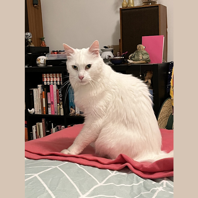 Photo of Falkor