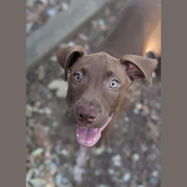 Photo of Meeko