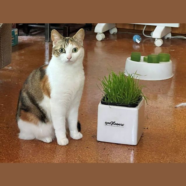 Photo of Marmalade Jagger