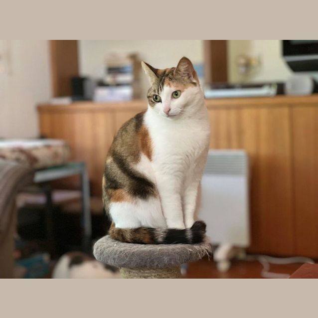 Photo of Marmalade Jagger