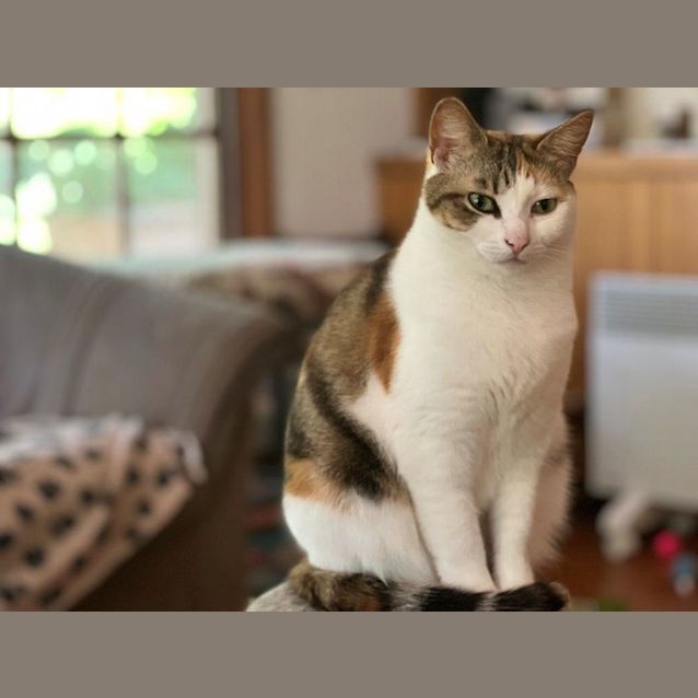 Photo of Marmalade Jagger