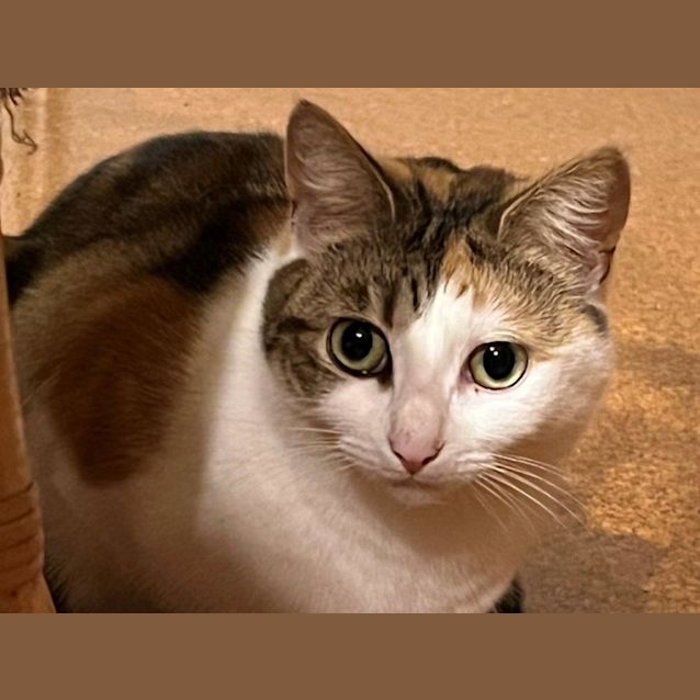 Photo of Marmalade Jagger