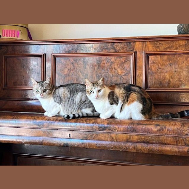 Photo of Marmalade Jagger