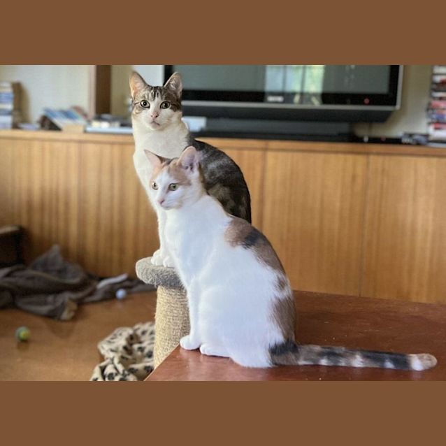 Photo of Bowie Jagger