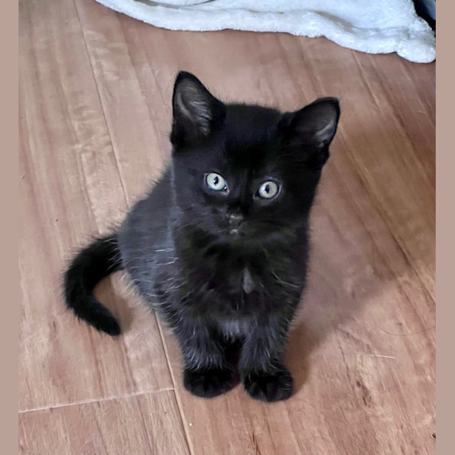 Photo of Kareem And Nesrin