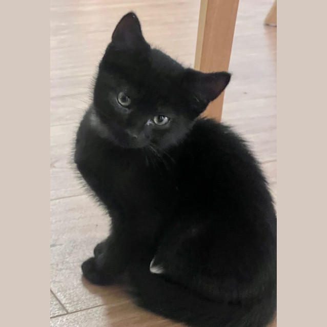 Photo of Kareem And Nesrin