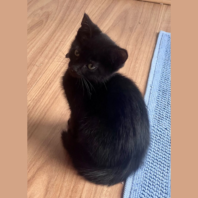 Photo of Kareem And Nesrin