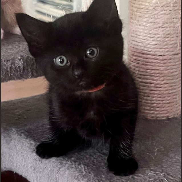 Photo of Kareem And Nesrin