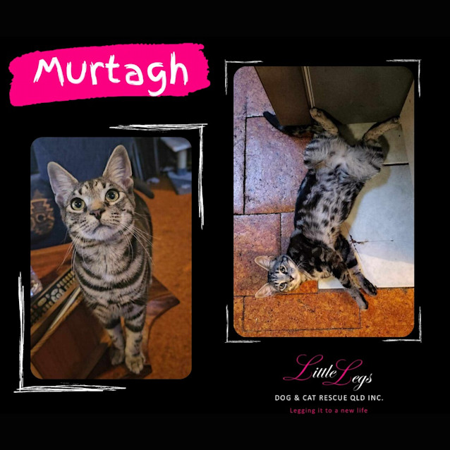 Photo of Murtagh