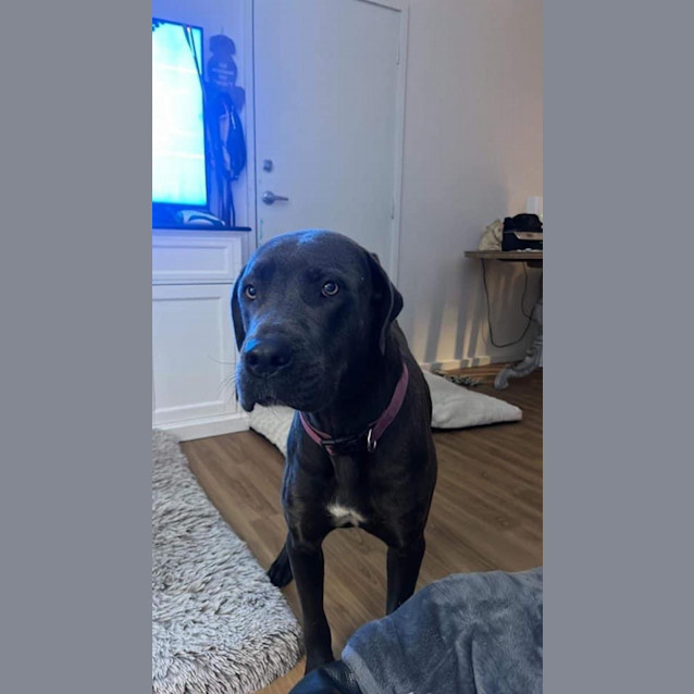 Photo of Gypsy 