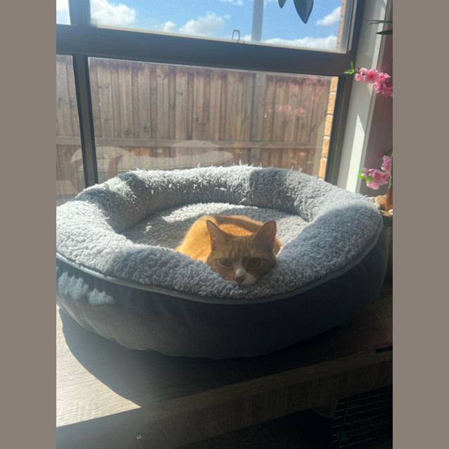 Photo of Scarlett **2nd Chance Cat Rescue**