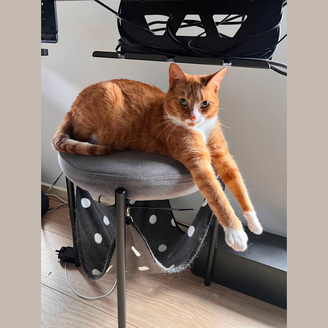 Photo of Scarlett **2nd Chance Cat Rescue**