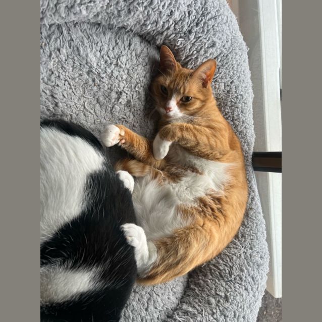 Photo of Scarlett **2nd Chance Cat Rescue**