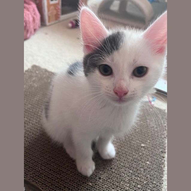 Photo of Rory Meet Me At Petstock Chelsea Store