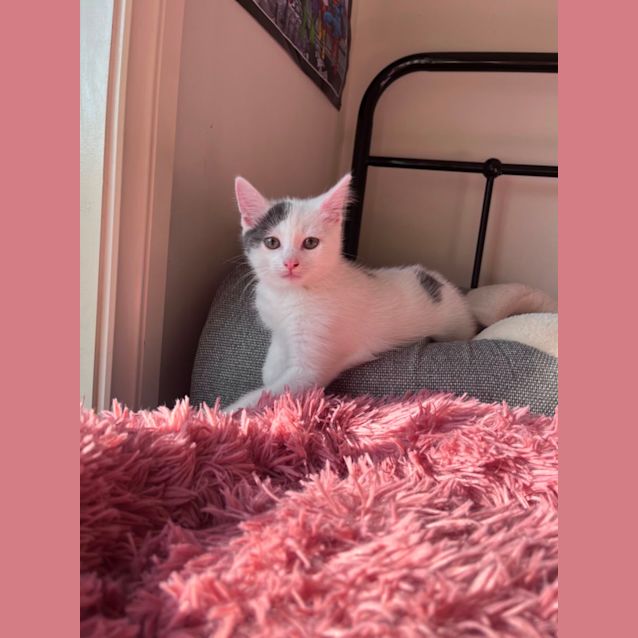 Photo of Rory Meet Me At Petstock Chelsea Store