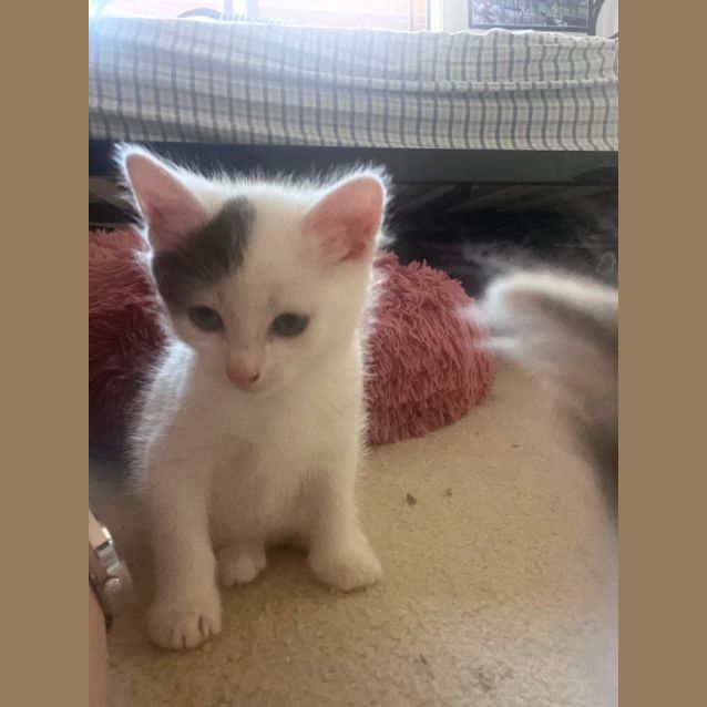 Photo of Rory Meet Me At Petstock Chelsea Store