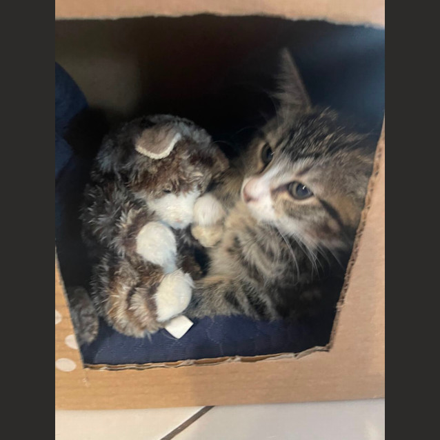 Photo of Emerald Meet Me At Petstock Mornington Nepean Hwy