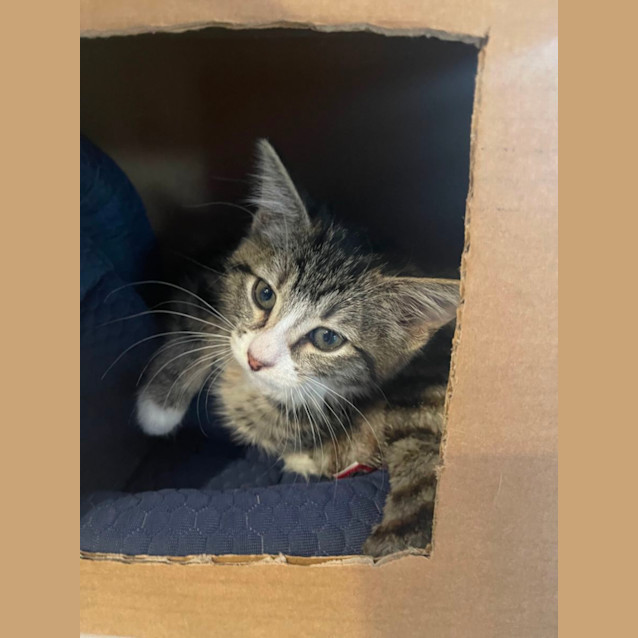 Photo of Emerald Meet Me At Petstock Mornington Nepean Hwy