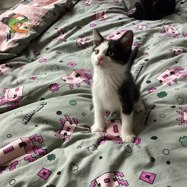 Photo of Henry Meet Me At Petstock Hastings Store 