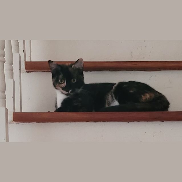 Photo of Cupcake