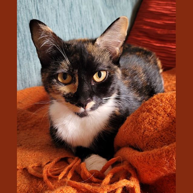 Photo of Cupcake