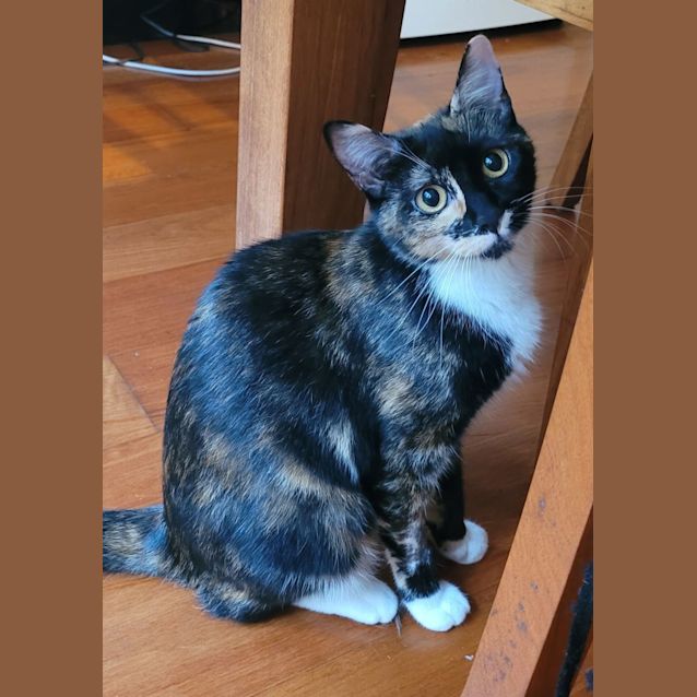 Photo of Cupcake