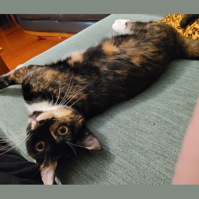 Photo of Cupcake