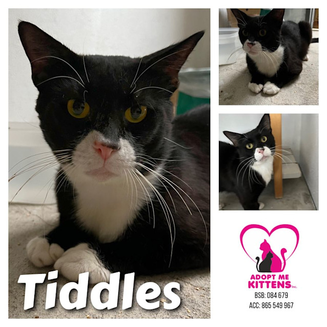 Photo of Tiddles